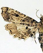 Sufetula diminutalis