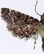 Sufetula carbonalis