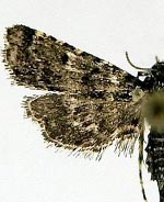 Sufetula carbonalis