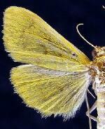 Loxomorpha flavidissimalis