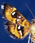 Diathrausta harlequinalis