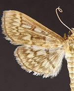 Herpetogramma pertextalis