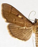 Herpetogramma sphingealis