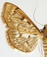 Herpetogramma aeglealis