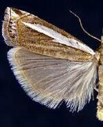 Crambus hamella