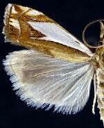 Crambus bidens