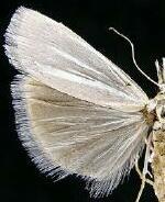 Crambus perlella