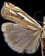 Crambus whitmerellus