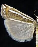 Crambus trichusalis