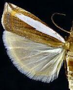 Crambus leachellus