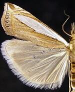 Crambus cypridalis