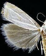 Crambus albellus