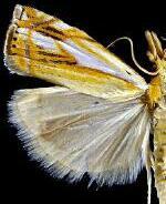 Crambus agitatellus