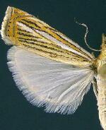 Crambus multilinellus