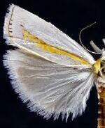 Crambus girardellus