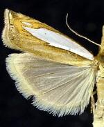 Crambus watsonellus