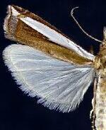 Crambus quinquareatus