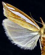 Crambus satrapellus