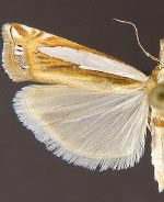 Crambus cyrilellus