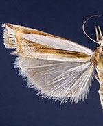 Crambus harrisi