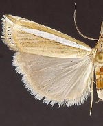 Crambus johnsoni