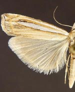 Crambus angustexon