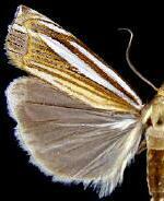 Crambus laqueatellus