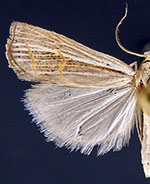 Loxocrambus coloradellus