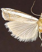 Fernandocrambus ruptifascia