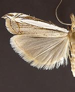 Fernandocrambus ruptifascia