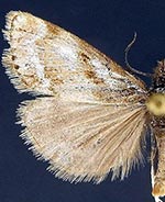 Catoptria trichostomus