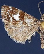 Catoptria maculalis