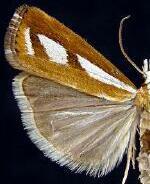 Catoptria latiradiellus