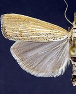 Pediasia dorsipunctellus