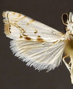 Microcrambus copelandi