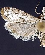 Microcrambus minor