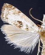 Microcrambus minor