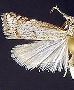 Microcrambus discludellus