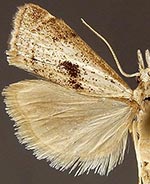 Microcrambus croesus