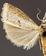 Microcrambus croesus