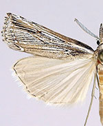 Thaumatopsis repandus