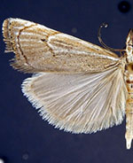 Parapediasia torquatella