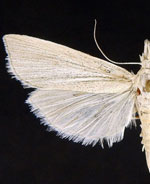 Eoreuma multipunctellus