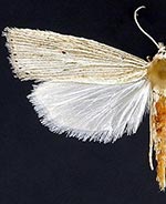 Xubida relovae