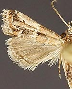 Neodavisia singularis