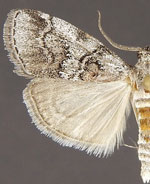 Pococera sp.