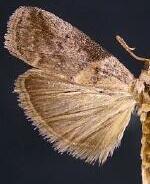 Acrobasis juglandis