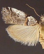 Acrobasis caliginella