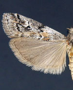 Cuniberta subtinctella