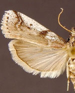 Amyelois transitella